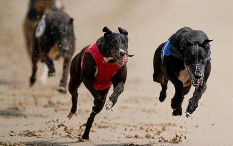 paddy power greyhound|Greyhound Tips: 4 who may score in the English Derby heats.